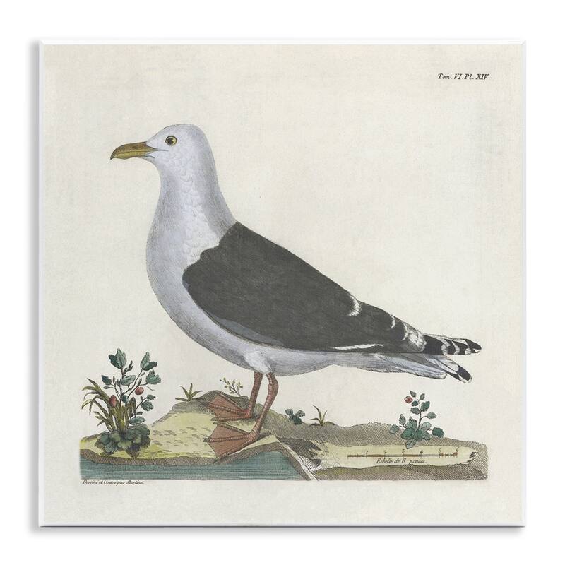 Stupell Vintage Seagull Study Diagram Wall Plaque Art Design By Phillipa Katz - 12 x 12