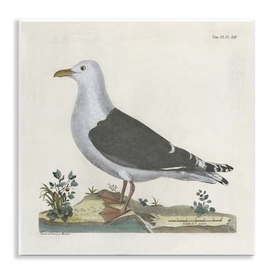 Stupell Vintage Seagull Study Diagram Wall Plaque Art Design By Phillipa Katz