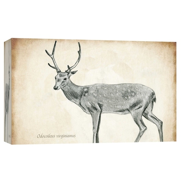 PTM Images 9-103723 PTM Canvas Collection 8" x 10" - "Scientific Deer Sketch 2" Giclee Deer Art Print on Canvas