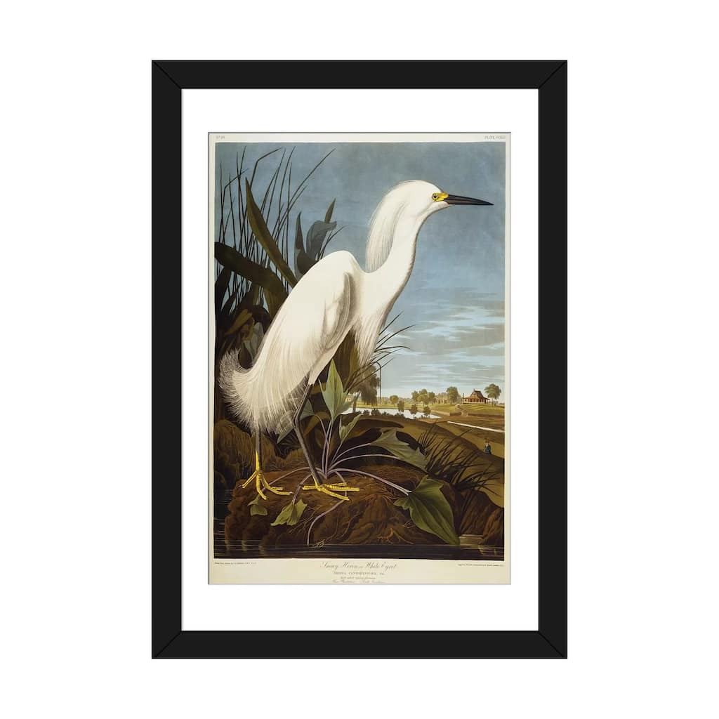 iCanvas "Snowy Heron Or White Egret / Snowy Egret " by John James Audubon
