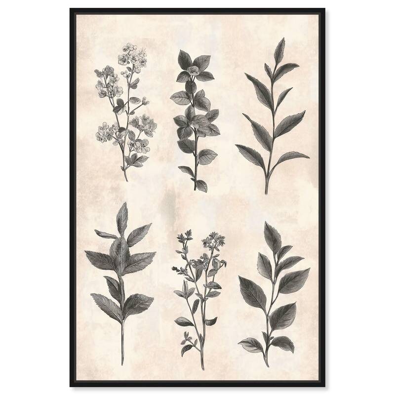 Sepia Stems Canvas by Art Remedy - Black - 24" x 36"