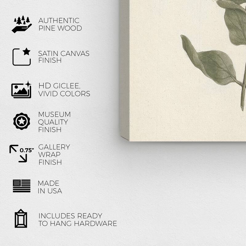 Wynwood Studio Canvas Floral and Botanical Luigi Balugani - Ehretia Cymosa Thonning White and Traditional Wall Art Canvas Print