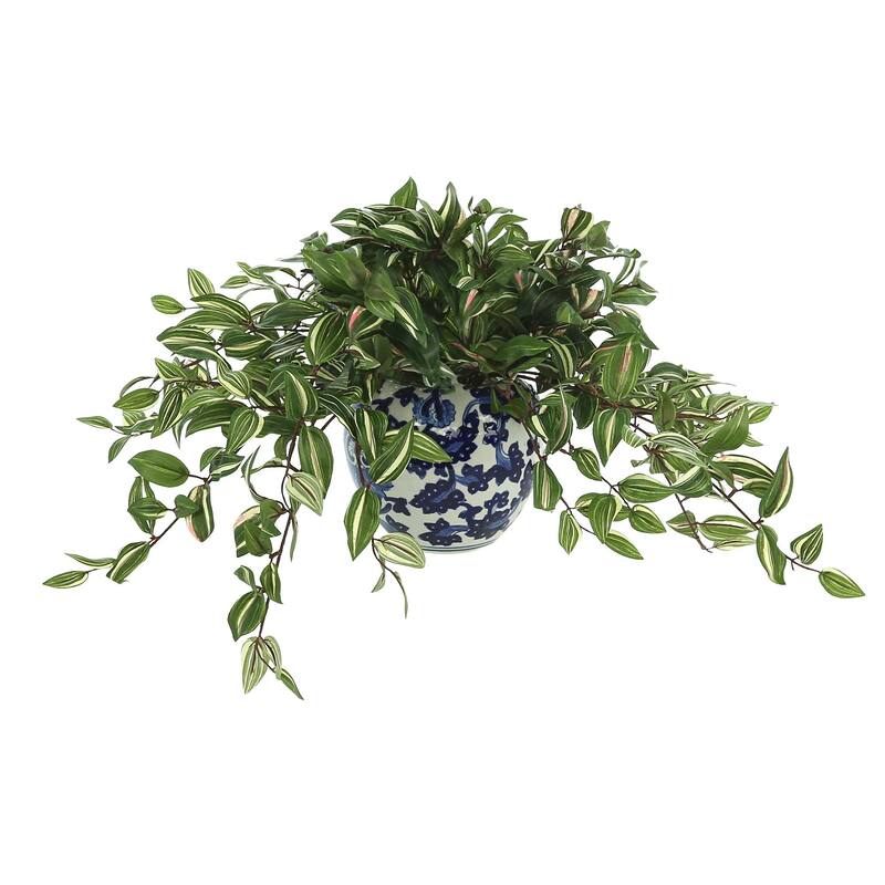 Silver Inch Plant in a Ceramic Vase - Green