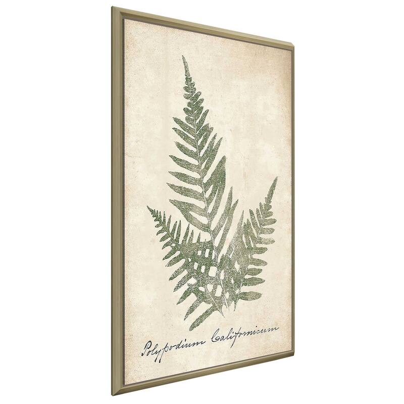 "Vintage Ferns XI" Print on Floating Canvas