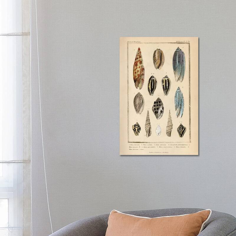 iCanvas "Mollusks I" by Piddix Canvas Print - 26x18x1.5