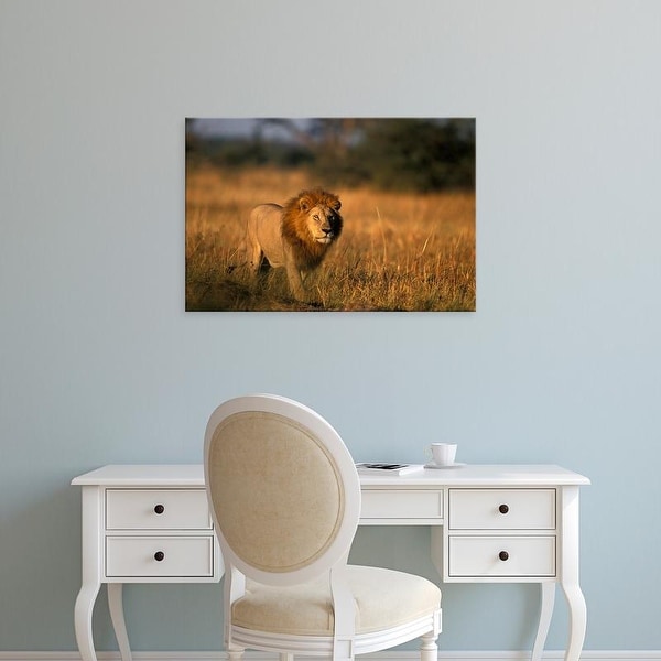 Easy Art Prints Paul Souders's 'Chobe National Park Male Lion' Premium Canvas Art
