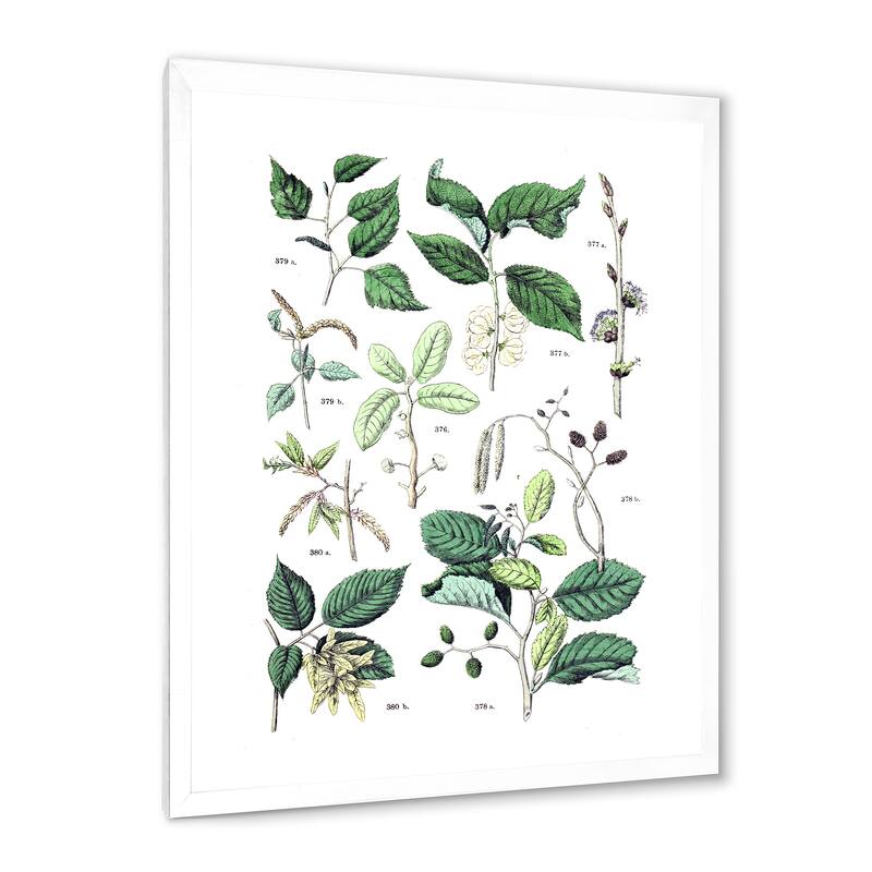 Designart "Vintage Botanicals VIII" Traditional Framed Art Print