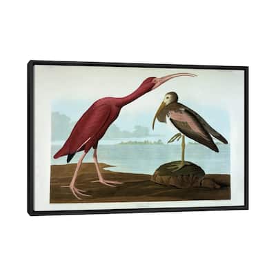 iCanvas "Scarlet Ibis " by John James Audubon Framed Canvas Print