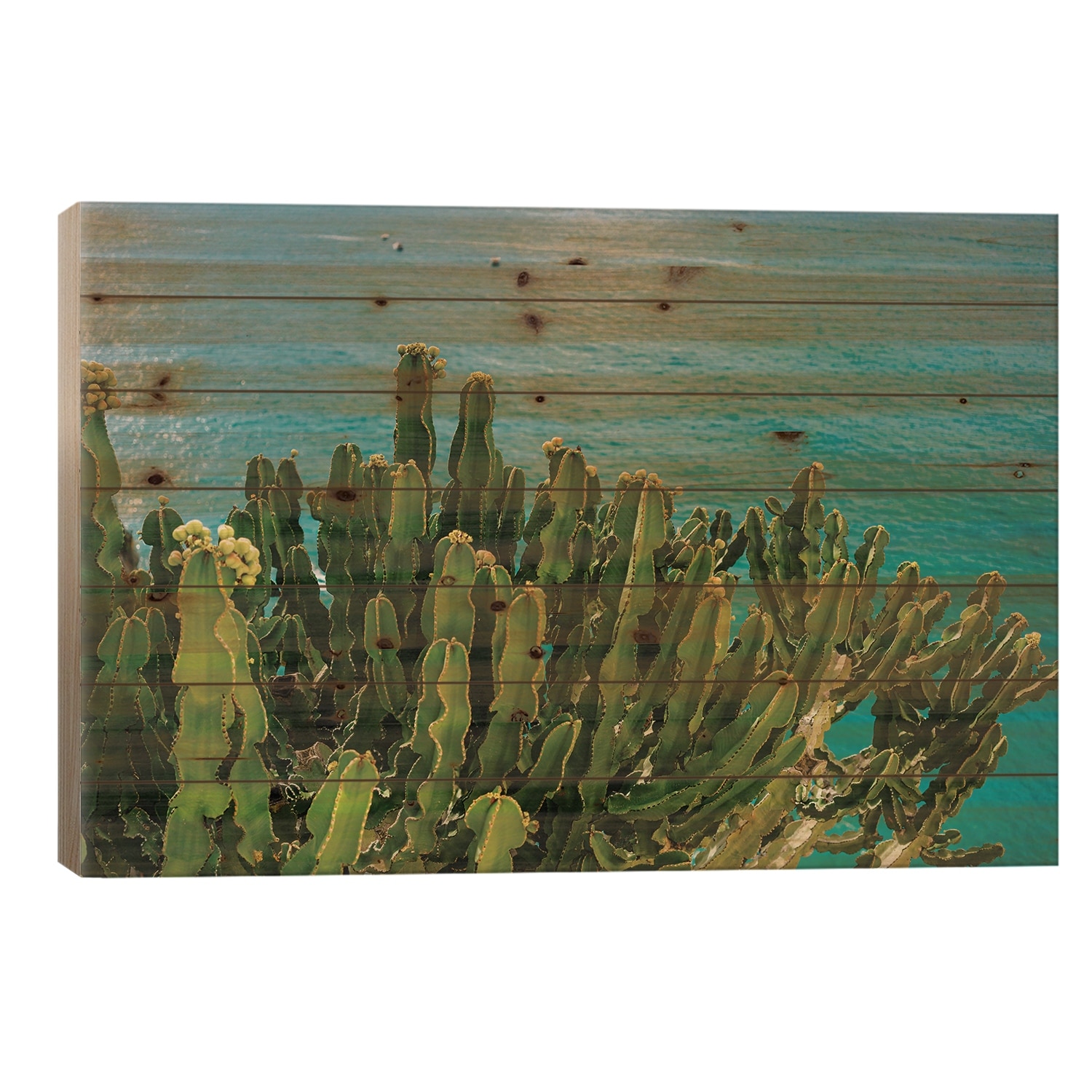 Amalfi Coast Cactus I Print On Wood by Bethany Young - Multi-Color