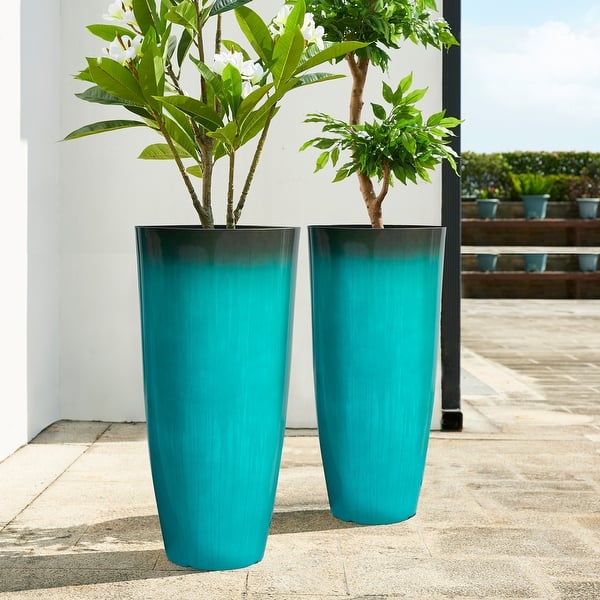 dracaena deremensis Dracaena Deremensis | Lisa Cane | 22.5
