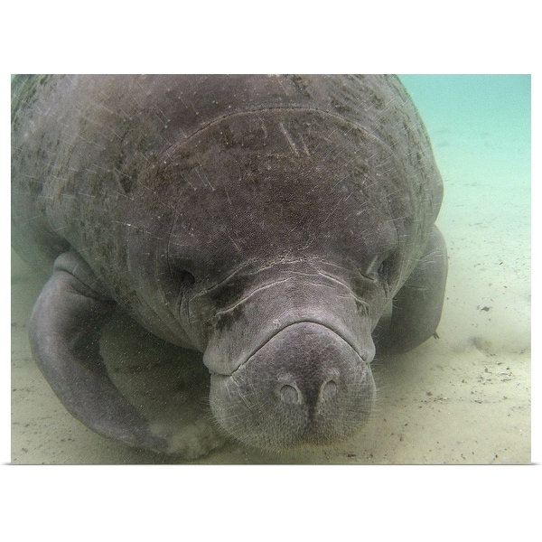 "Manatees at Crystal River, Florida" Poster Print
