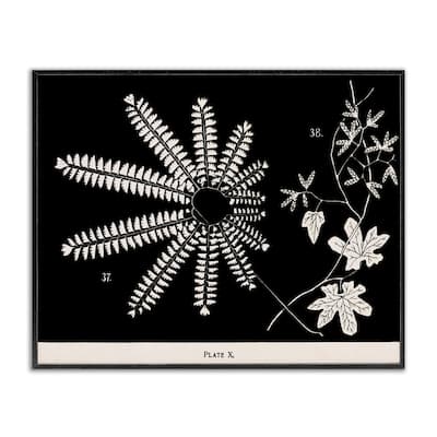 Stupell Ferns & Leaves on Black Framed Giclee Art Design By Phillipa Katz