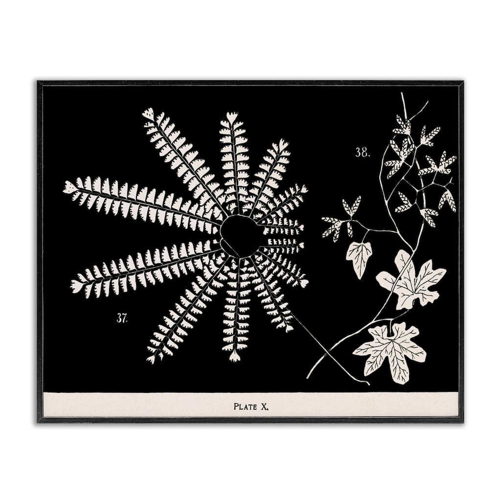 Stupell Ferns & Leaves on Black Framed Giclee Art Design By Phillipa Katz