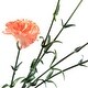 preview thumbnail 5 of 3, Mini Carnation Artificial Floral Spray - 27.5" - Peach