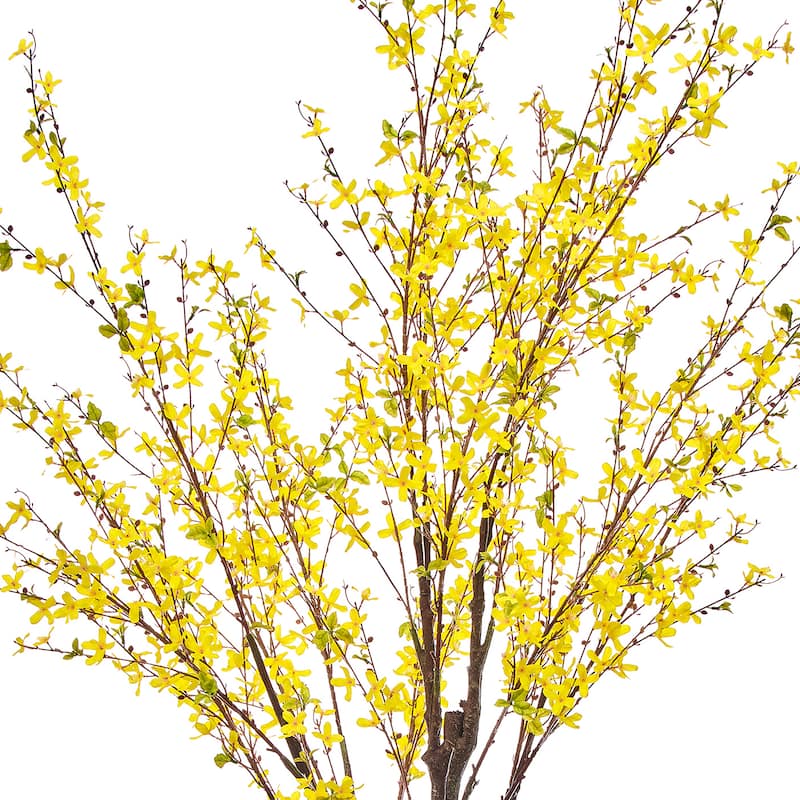 6' Forsythia Tree
