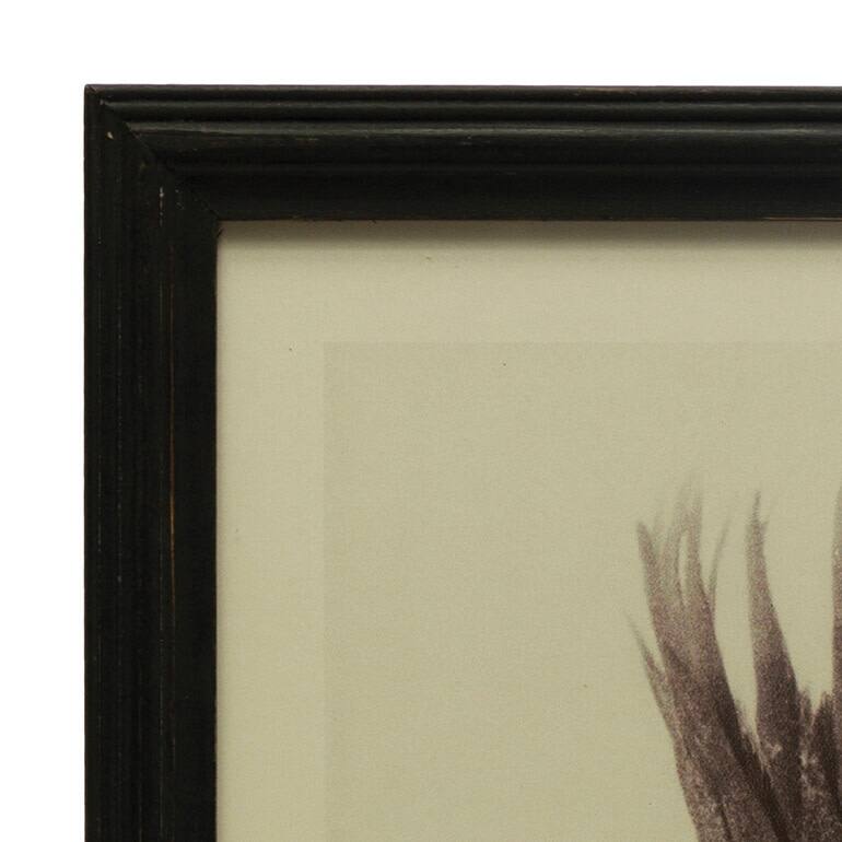 Wood Framed Artichoke Print with Glass Cover