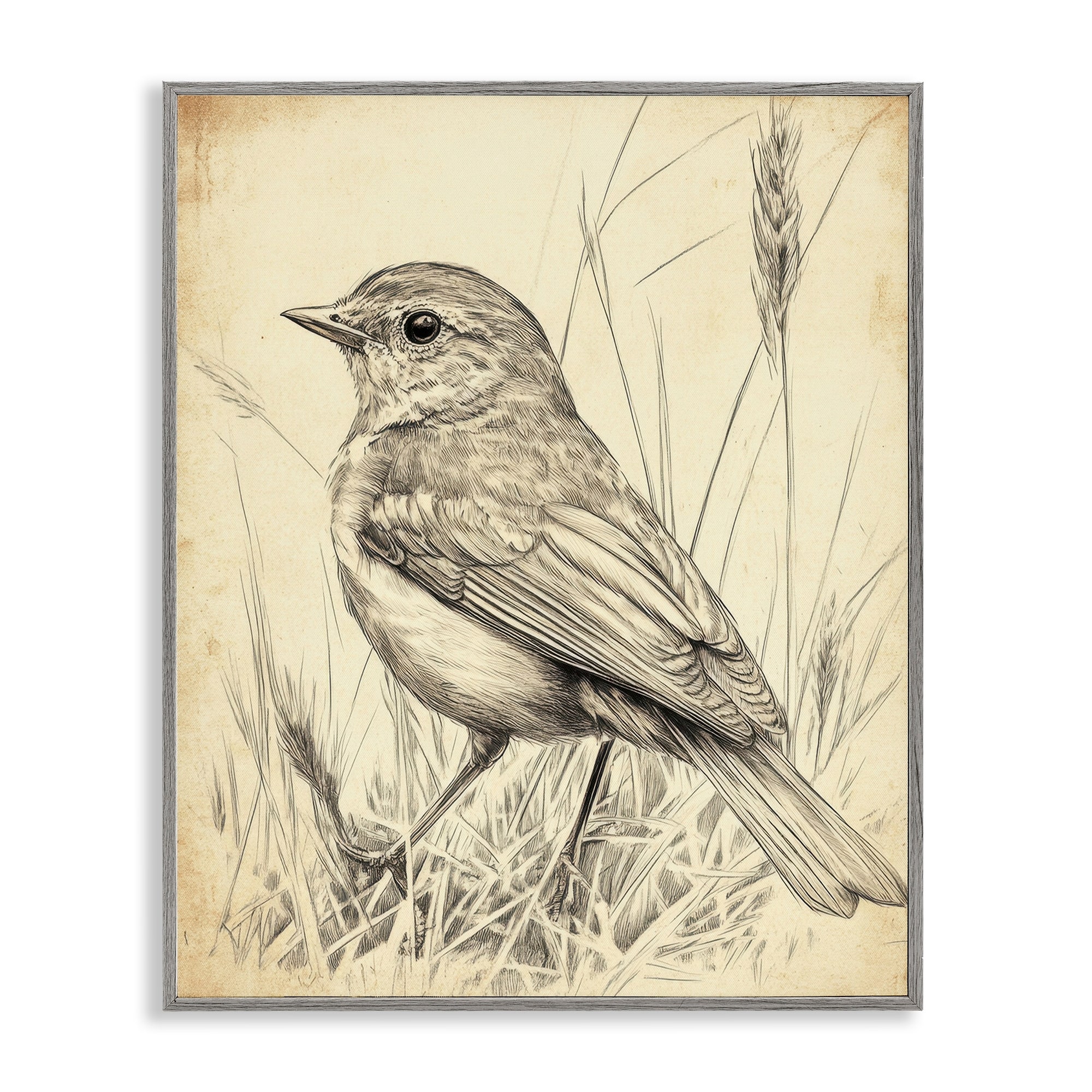 Stupell Vintage Small Sketched Bird Framed Giclee Art Design By Petal Prints Design