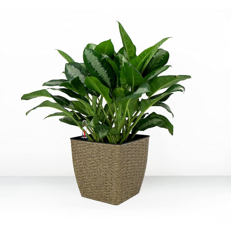 DTY Signature Square Wicker Planters