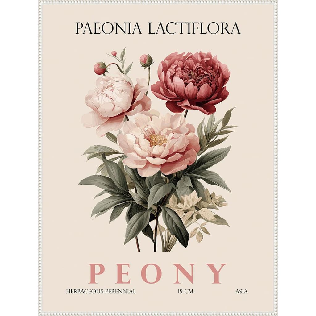 Vintage Botanical Peony Illustration by Christopher Giampietro Framed Canvas Wall Art Print