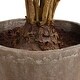 preview thumbnail 5 of 3, Uttermost Zamia Palm Accent In Planter