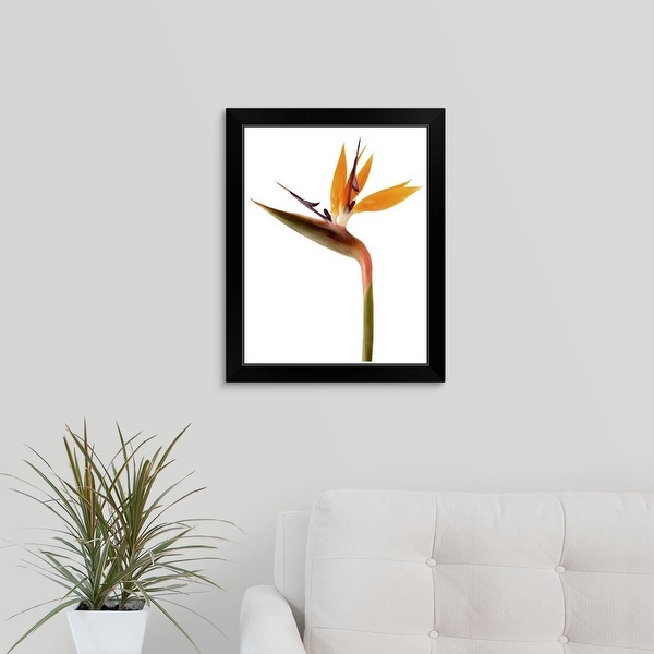 "Bird of Paradise" Black Framed Print