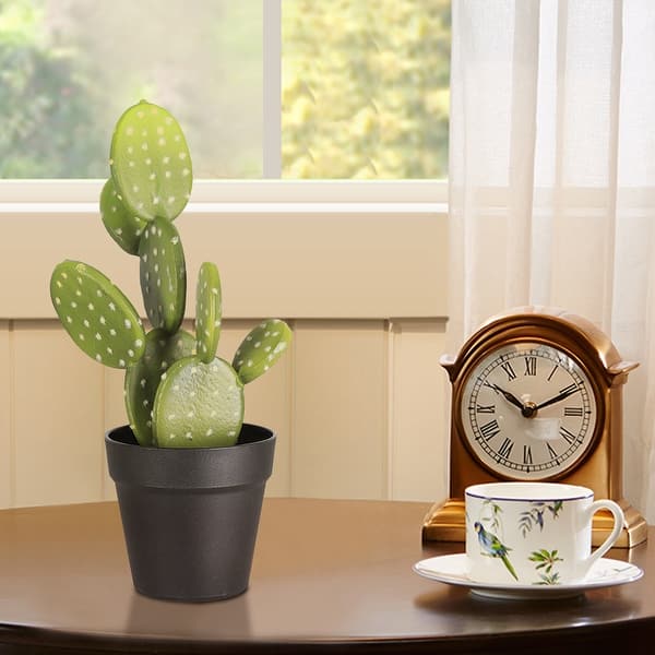 arten monstera Monstera adansonii 