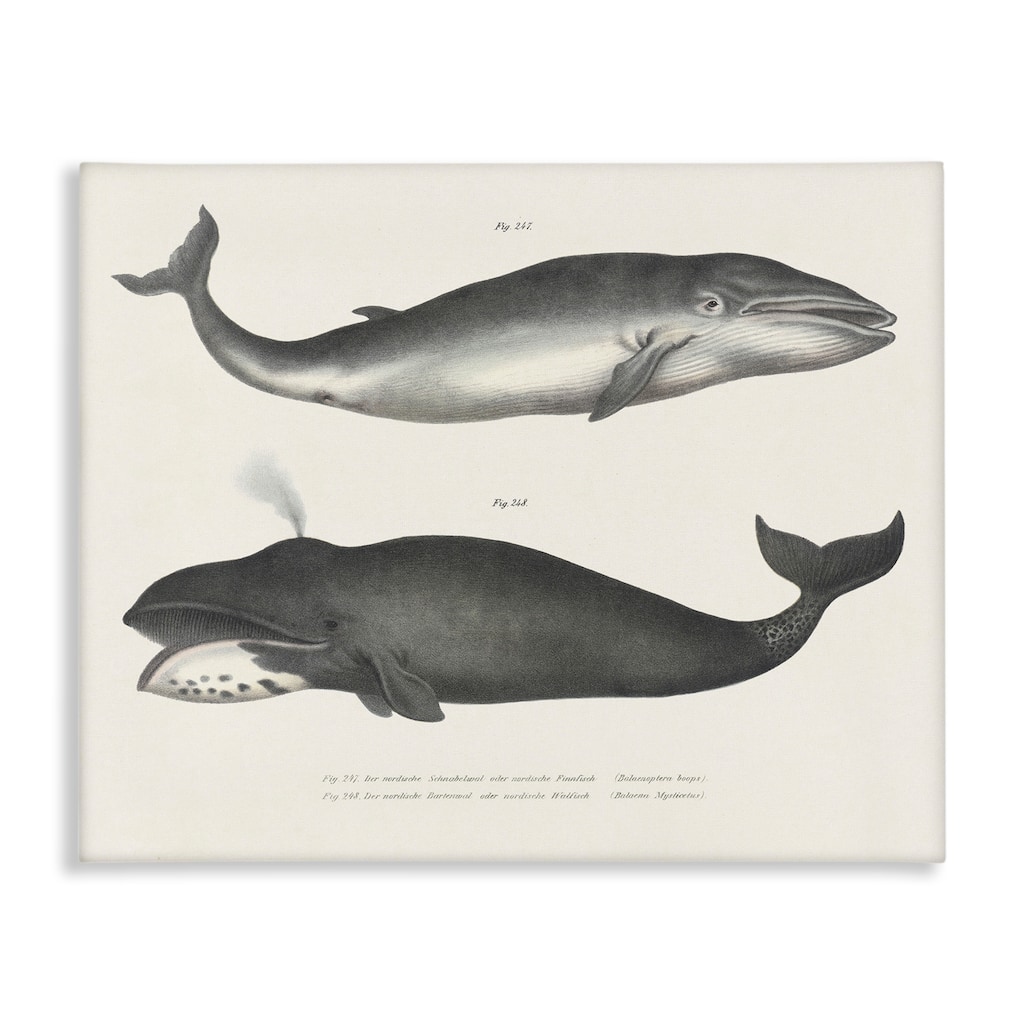 Stupell Vintage Whale Study Diagrams Canvas Wall Art Design By Phillipa Katz