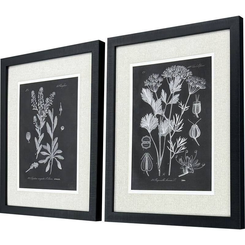Paragon Mono Botanicasl II Framed Art - Set of 2