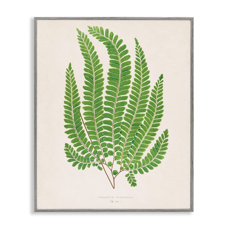 Stupell Cottage Ferns Study Framed Giclee Art Design By Phillipa Katz - 11 x 14 - Grey