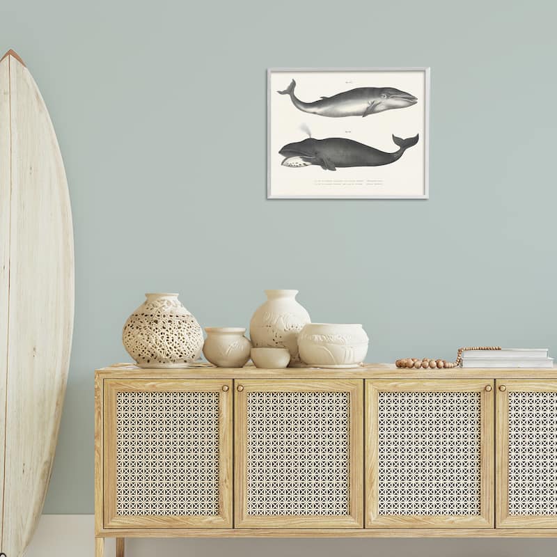 Stupell Vintage Whale Study Diagrams Framed Giclee Art Design By Phillipa Katz