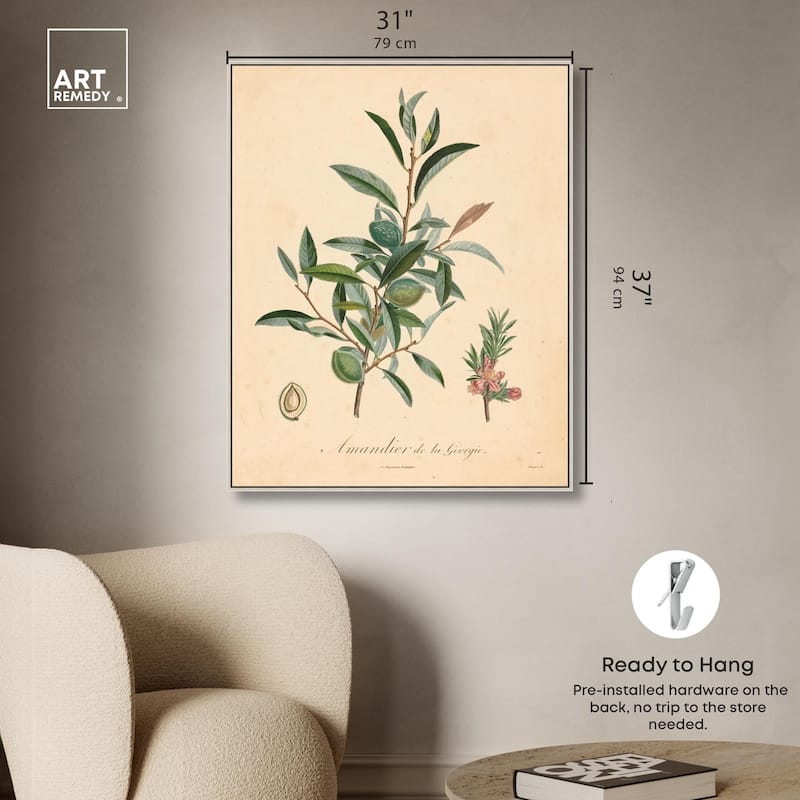 Almond of Georgia I Canvas by Art Remedy