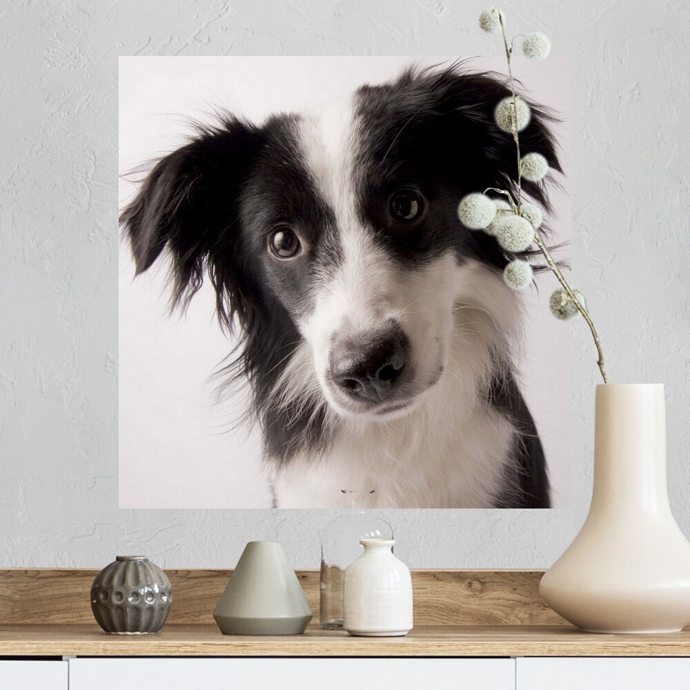 border collie copertina 1024×683 | Santa Caterina