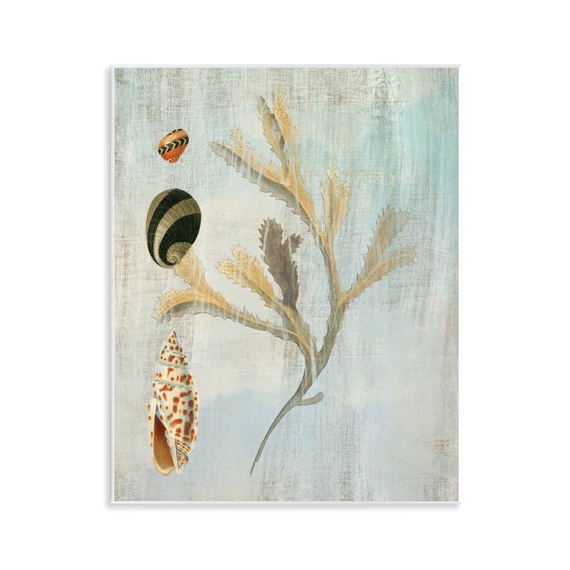 Stupell Mixed Seashells & Coral Wall Plaque Art Design By Susan Arnot - 11 x 14