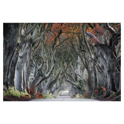 Twisted by Trevor Cole Canvas Art Print
