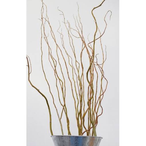 Shop Fresh Natural Curly Willow Branches Long Stem About 10 Fresh