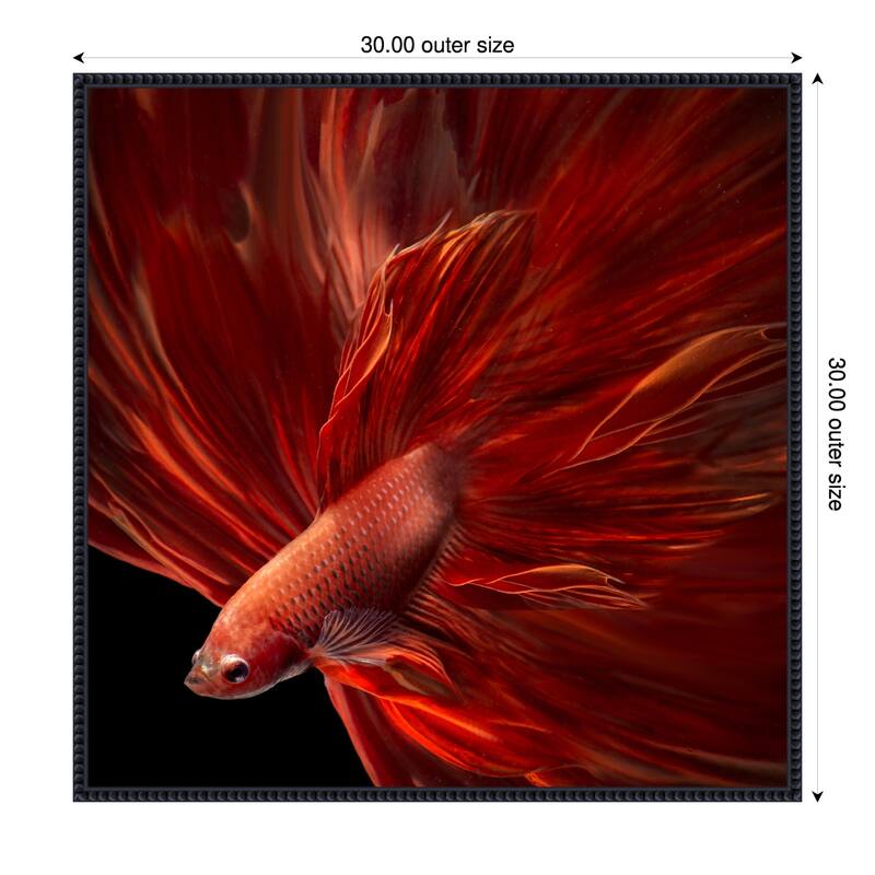 Red Fire Betta fish by Antonyus Bunjamin Framed Canvas Wall Art Print - 30 x 30 in