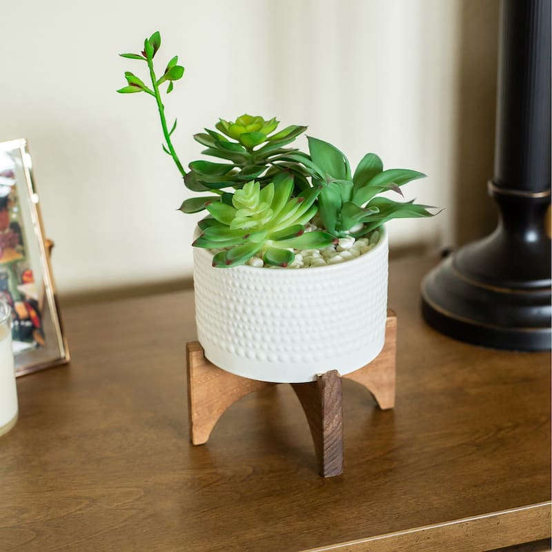 Succulent Mix in 5" White Ceramic Hobnail Planter on Wood Stand - ONE-SIZE