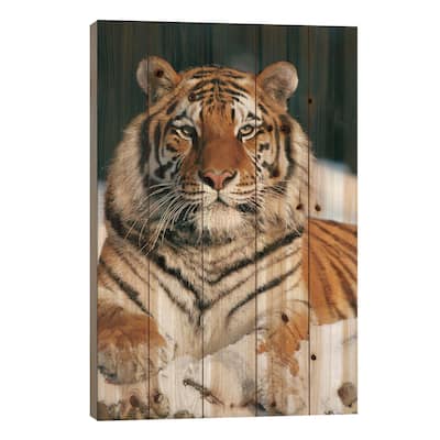 Siberian Tiger In Snow, Siberian Tiger Park, Harbin, China Print On Wood by Konrad Wothe - Multi-Color