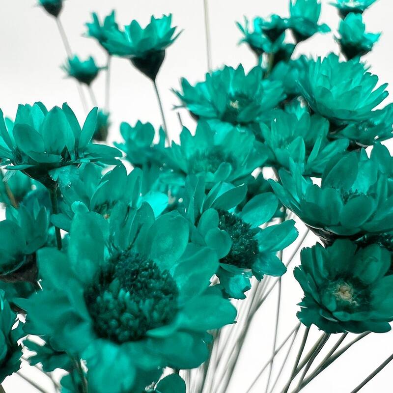Bundle of 4 Preserved Little Star Flower,16-20" long - 16-22 inch
