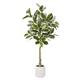 Option Variegated Rubber Tree (Matte White Pot)