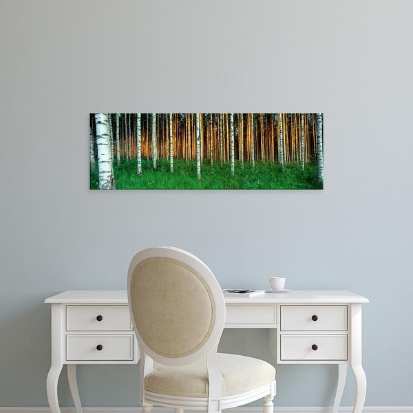 Easy Art Prints Panoramic Images's 'Birch Trees, Saimma, Lakelands, Finland' Premium Canvas Art