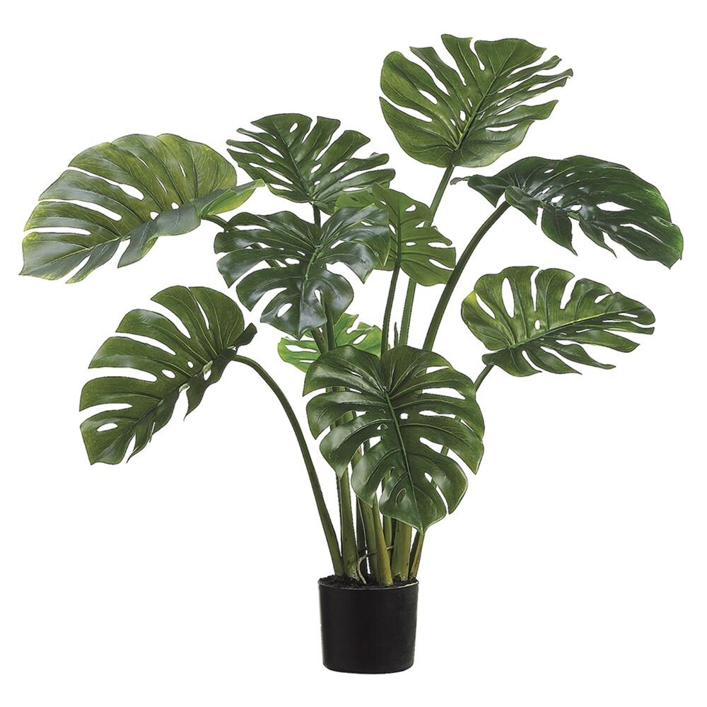 indoor spider plant Spider Plant main image 0