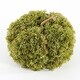 preview thumbnail 1 of 2, SAFAVIEH Faux 10 Inch Moss Pumpkin - 10" W x 10" D x 6" H