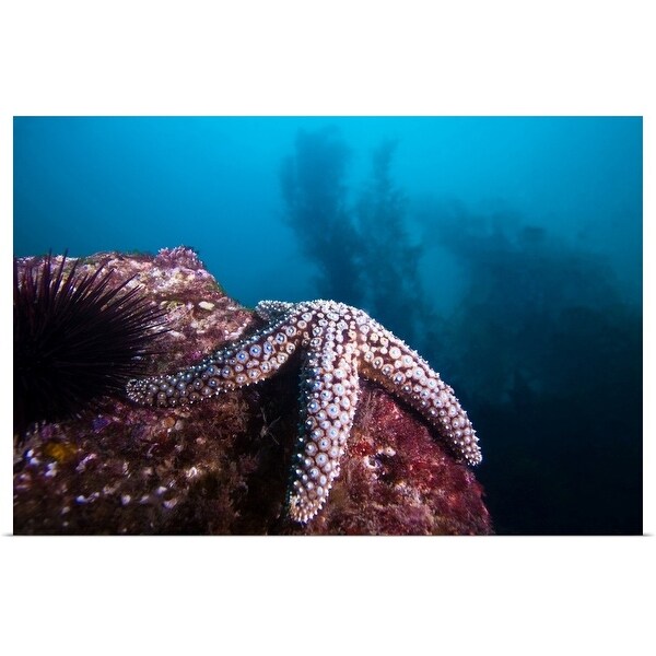 "Seastar" Poster Print