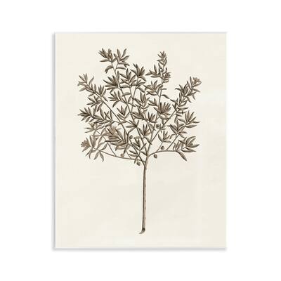 Stupell Vintage Study of Olive Tree Wall Plaque Art Design By Phillipa Katz