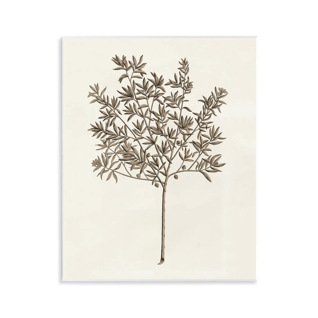 Stupell Vintage Study of Olive Tree Wall Plaque Art Design By Phillipa Katz