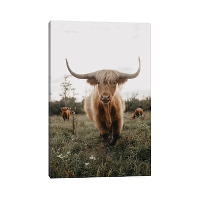 iCanvas "Highland Cow At Sunset" by Chelsea Victoria Canvas Print