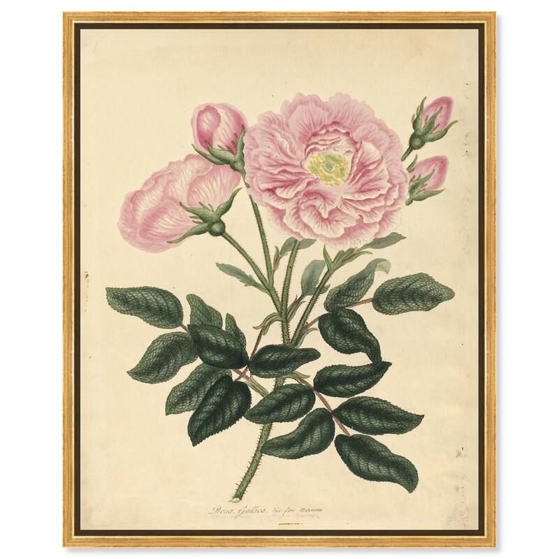 French Rose Canvas by Art Remedy - Gold - 16" x 20"