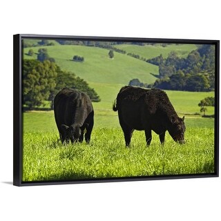 Shop Aberdeen Angus Beef Cattle At Warragul West Gippsland