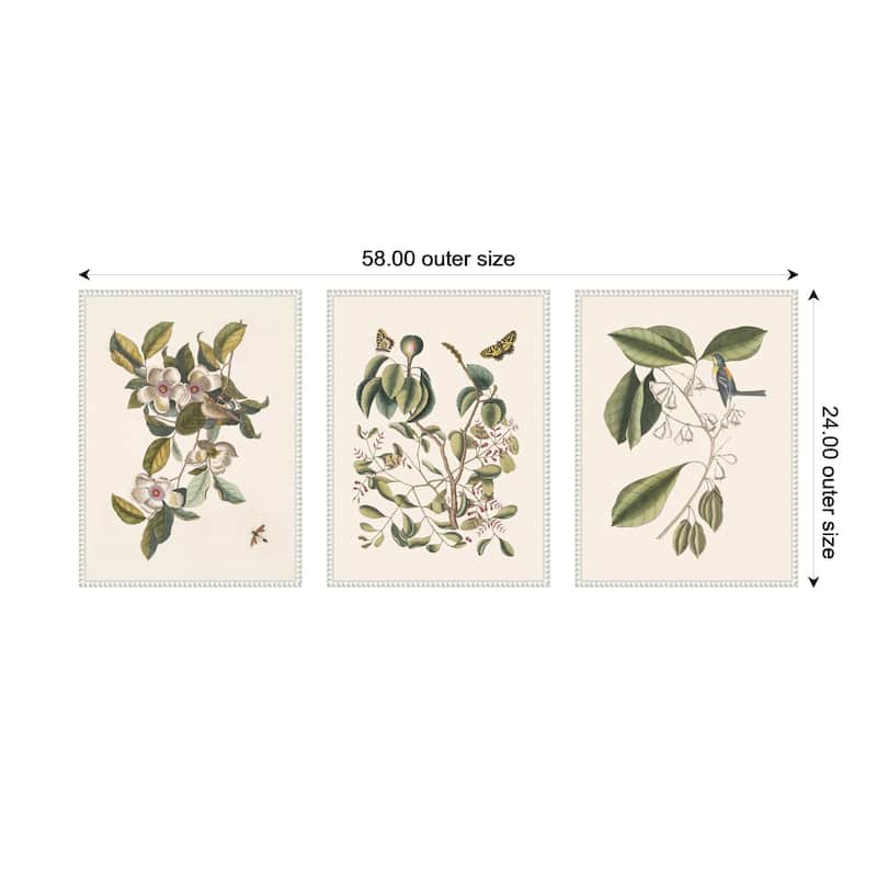 Kate and Laurel 1754 Mark Catesby Botanicals and Avian Studies 3 Piece Framed Canvas Wall Art Set by Nostalgia Prints